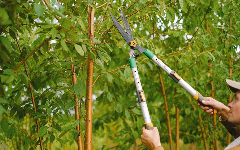 Tree trimming in Economy, IN