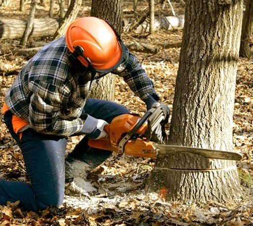 Tree Removal in Economy, IN
